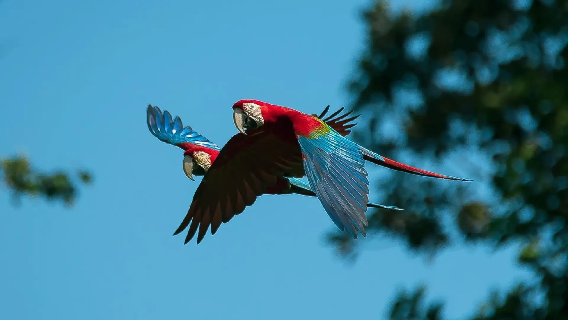 Sandoval y Collpita de Loros 4D/3N